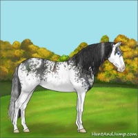 Horse Color:White Spotted Black Splash Blanket Rabicano