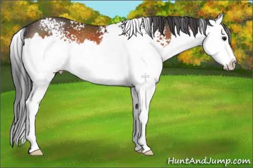 Horse Color:White Spotted Brown Splash Rabicano 