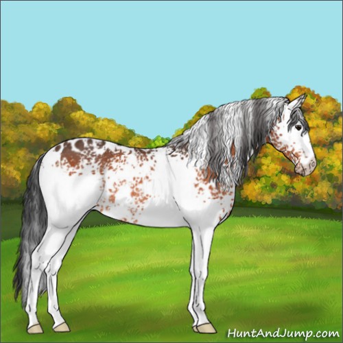 Horse Color:White Spotted Bay Rabicano 