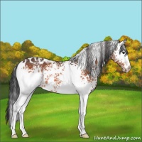 Horse Color:White Spotted Bay Rabicano 