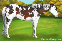 Horse Color:White Spotted Brown Sabino Splash