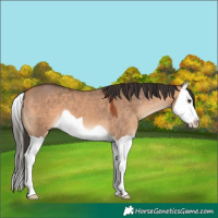 Horse Color:Bay Dun Splash 