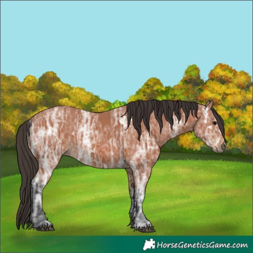 Horse Color:White Spotted Bay Ice 