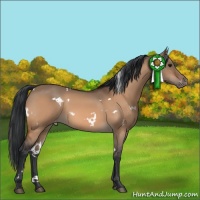 Horse Color:White Spotted Bay Dun Appaloosa 