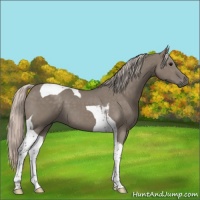 Horse Color:Silver Grullo Tobiano