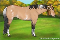 Horse Color:White Spotted Bay Dun Tobiano