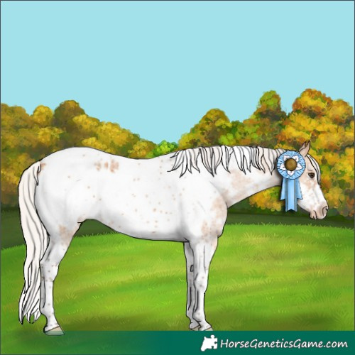 Horse Color:Silver Bay Dun Sabino Tobiano Frame Appaloosa 
