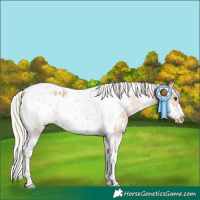 Horse Color:Silver Bay Dun Sabino Tobiano Frame Appaloosa