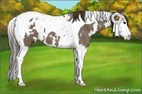 Horse Color:White Spotted Smoky Grullo Splash Tobiano Appaloosa 