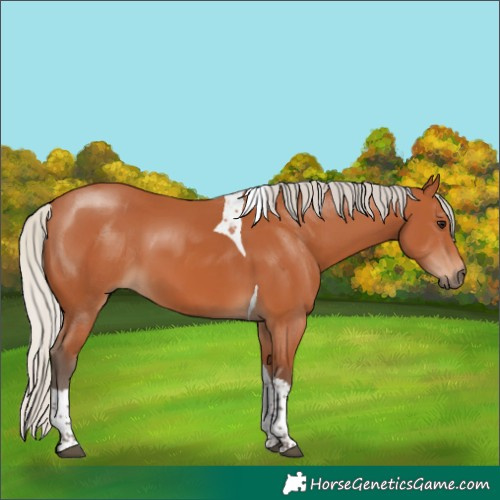 Horse Color:Silver Bay Tobiano