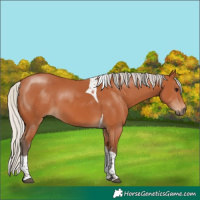 Horse Color:Silver Bay Tobiano 