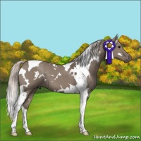 Horse Color:White Spotted Silver Grullo Tobiano 