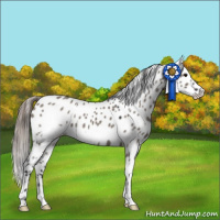 Horse Color:White Spotted Grullo Frame Appaloosa