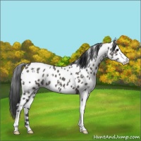 Horse Color:White Spotted Grullo Sabino Leopard 