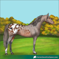 Horse Color:Bay Tobiano Appaloosa 