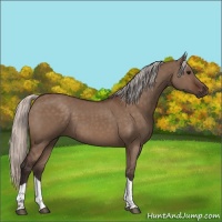 Horse Color:Silver Brown Dun Tobiano