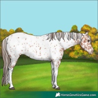 Horse Color:Bay Tobiano Appaloosa 