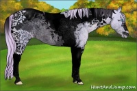 Horse Color:Void Watercolor Palomino Pearl Tobiano Appaloosa Rabicano