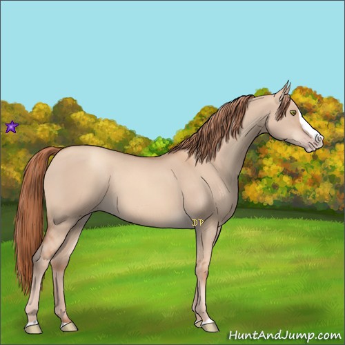 Horse Color:Gold Champagne Dun Splash 