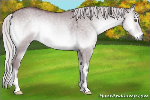 Horse Color:Chocolate Silver Grullo Chinchilla Onyx 