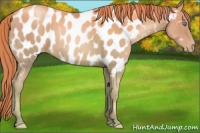 Horse Color:Smoky Black Pearl Near Leopard 