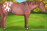 Horse Color:Chocolate Black Pearl Appaloosa