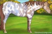 Horse Color:Buckskin Pearl Appaloosa Rabicano