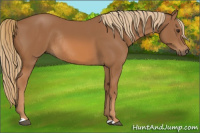 Horse Color:Chestnut Rabicano 