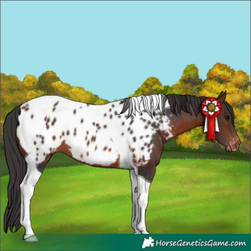 Horse Color:Brown Tobiano Near Leopard