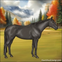 Horse Color:Smoky Black 
