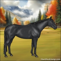 Horse Color:Black 