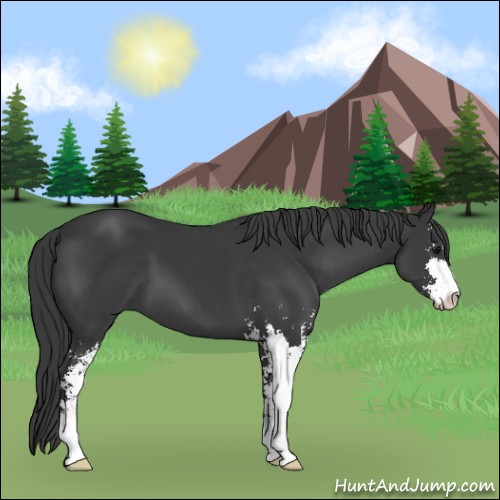 Horse Color:Black Sabino 