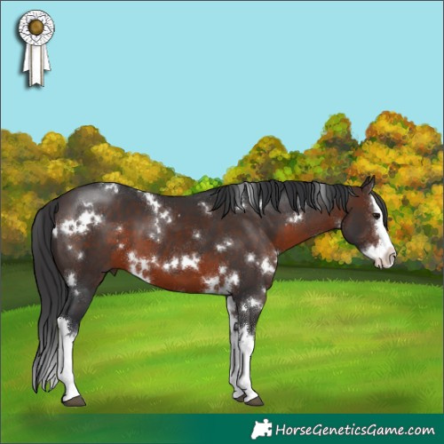 Horse Color:White Spotted Brown Splash 