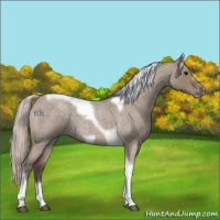 Horse Color:Silver Grullo Roan Tobiano Frame 