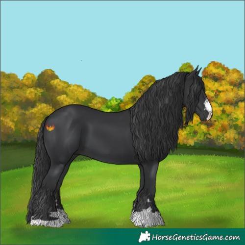 Horse Color:Black 