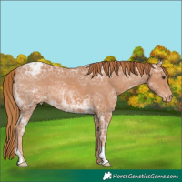 Horse Color:Chestnut Ice Appaloosa 