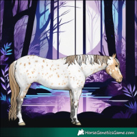 Horse Color:White Spotted Buckskin Appaloosa 