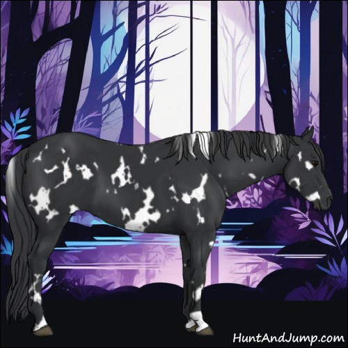 Horse Color:White Spotted Black 