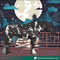 Horse Color:White Spotted Smoky Black 