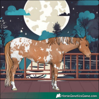 Horse Color:White Spotted Chestnut Blanket 
