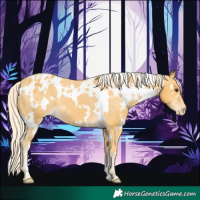 Horse Color:White Spotted Palomino Appaloosa 