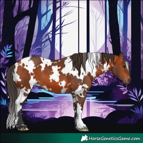 Horse Color:White Spotted Bay 
