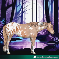 Horse Color:White Spotted Chestnut Appaloosa 