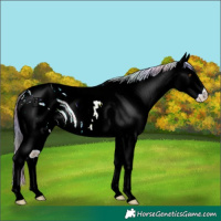 Horse Color:ERROR: UNKNOWN ANOMALY
