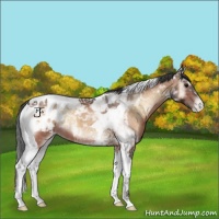Horse Color:Bay Ice Onyx Tobiano Appaloosa