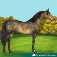 Horse Color:Buckskin 