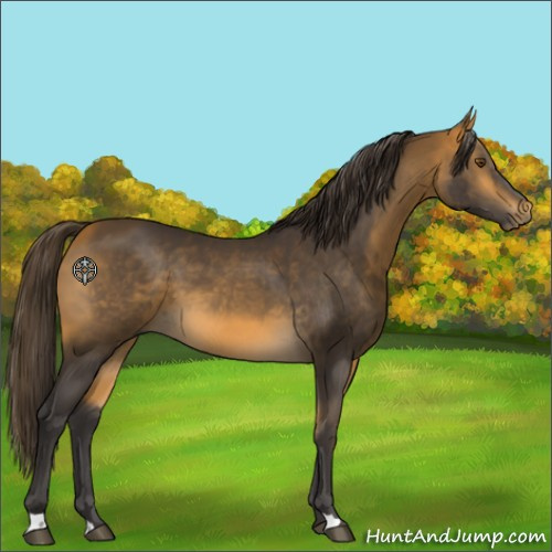 Horse Color:Buckskin 