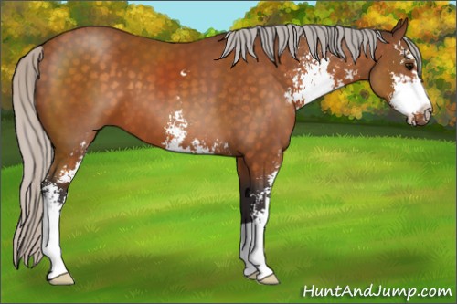 Horse Color:Silver Buckskin Sabino 
