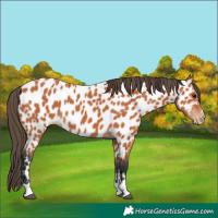 Horse Color:Bay Appaloosa 