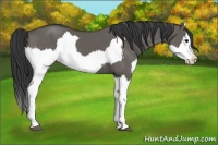 Horse Color:Grullo Sabino Splash  and Grullo Sabino Splash 